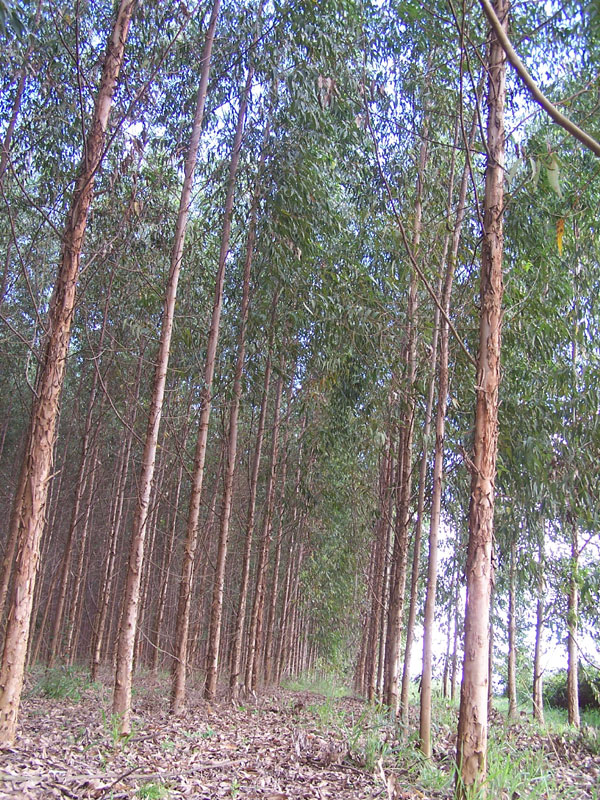 Vila de Espora Gato