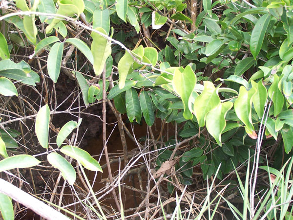 Riacho Tororo